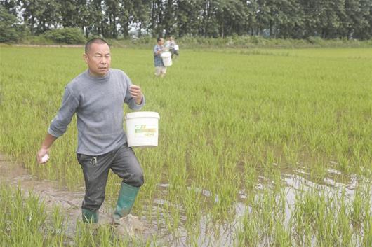 农村新报讯 连日来,公安县闸口镇农户忙着在中稻直播田里抢晴施分蘖肥