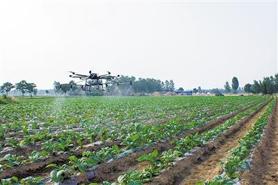 6月8日上午，一架无人植保机在郏县李口镇白龙庙村烟叶大方上空喷施作业，防治烟叶病虫害。