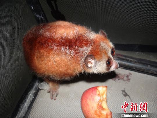 图为被解救的倭蜂猴。 本文图片均来自 中新网