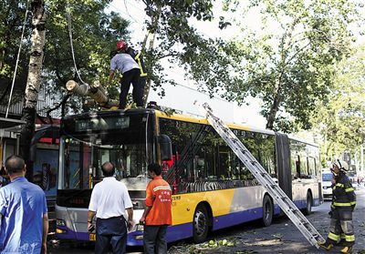 昨日，学院南路，一棵杨树被吹倒砸中公交车。