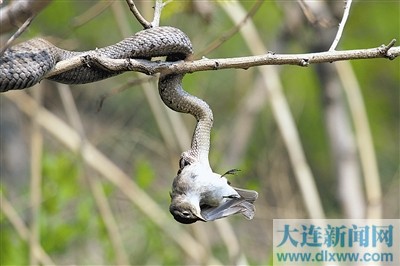 蛇岛蝮捕鸟.王小平 摄