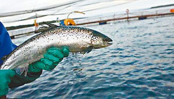 智利养殖业隐忧:每吨三文鱼喂一公斤抗生素
