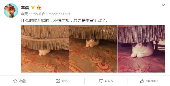 李晨在网上晒出范冰冰家猫咪钻进窗帘的照片