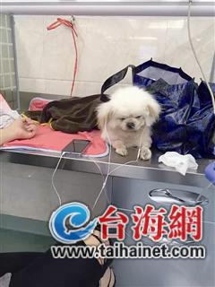 “这是一只很有艺术细胞的‘汪’(网友对狗的昵称)。在输液治疗期间,主人给它戴上耳麦听音乐,它就忘记了疼痛,安静地陶醉在歌声里了。”最近,厦门市文记宠物医院医生林松松发布的一张微信照片火了。