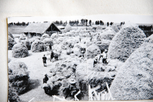 上世纪70年代1970年拍摄 龙街公社龙街生产大队社员在打谷场堆放稻谷。