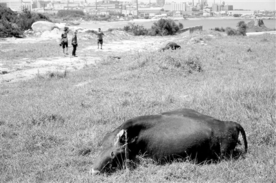 深沪科任村11头牛暴毙 小牛围着母牛不肯离去(图)