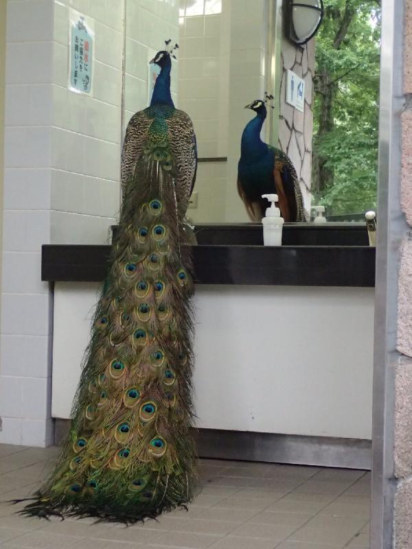 日本藍孔雀男廁洗手台照鏡子 網友：竟然進對了廁所