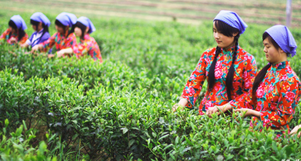 中国硒谷·生态安康·紫阳焕古庄园富硒茶种植园