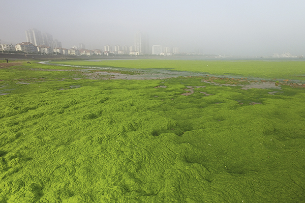 青岛现大面积浒苔侵入胶州湾绿潮成片如草原