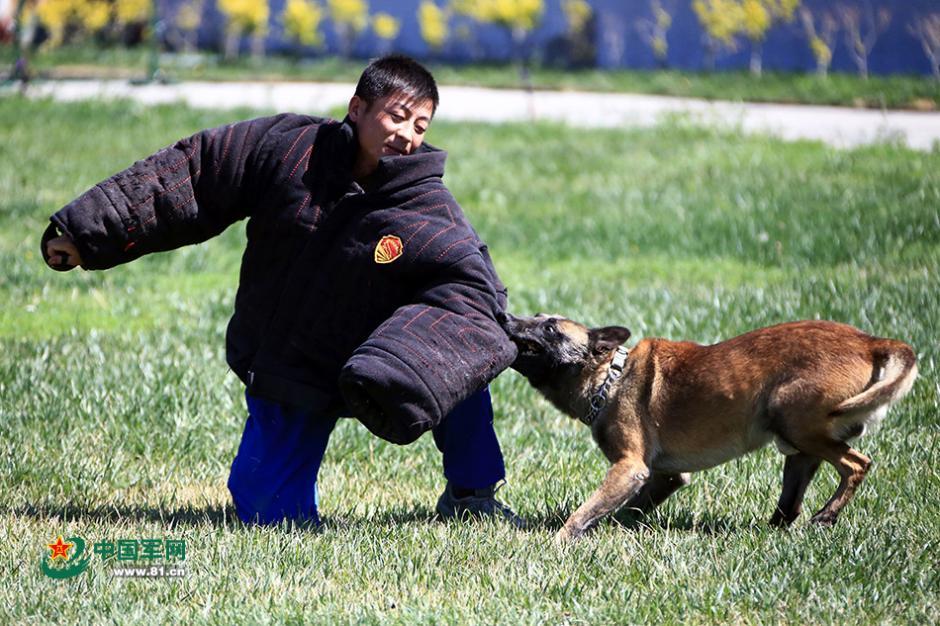 新疆军犬训练钻火圈狠扑咬 站姿萌萌哒(组图)