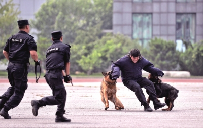 突击队特警在进行警犬扑咬演练.