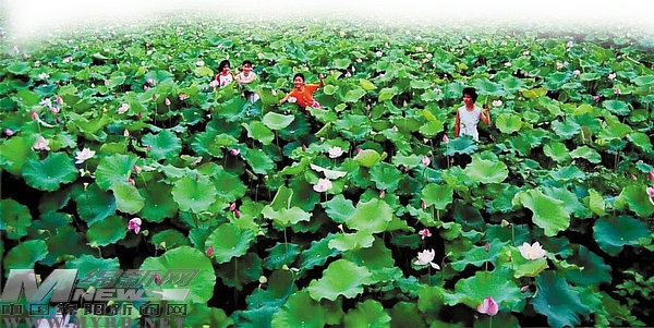 绵阳最美荷花观赏地图发布 9大赏荷地推荐