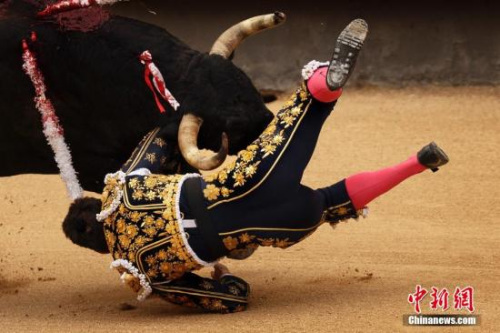 西班牙斗牛士意外被牛刺死 系该国30年来首例