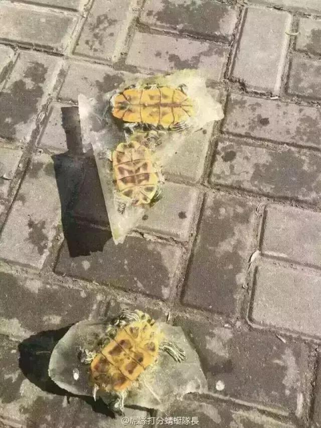 太惨了……不忍回想。