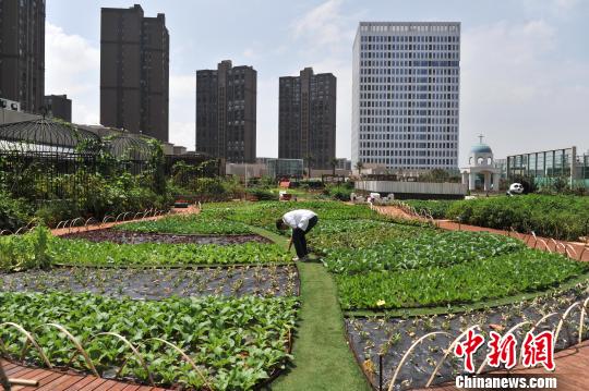 【组图】昆明现天空农场 市民争当屋顶菜农