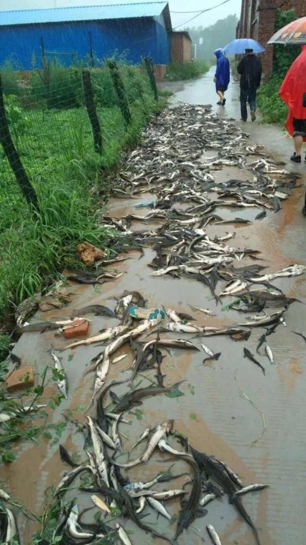 威州河滩渔民损失巨大。