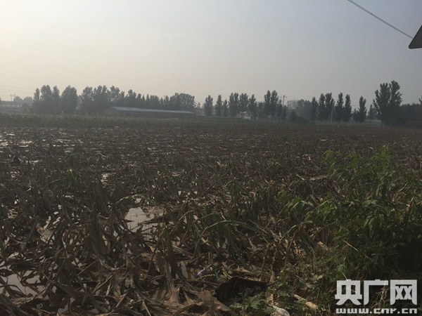 大贤村的庄稼地已经被洪水淹毁