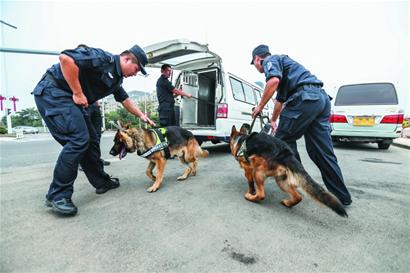 德牧当警犬护航啤酒节 烤肉到嘴边闻都不闻(组图)