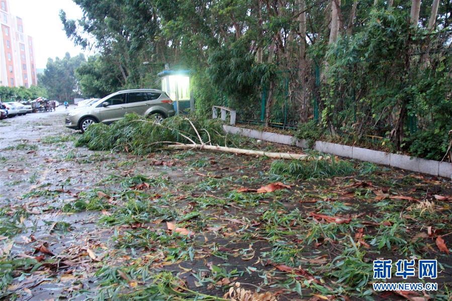 8月2日,受台风影响,广东汕头一道路旁绿化树木被大风连根刮倒.