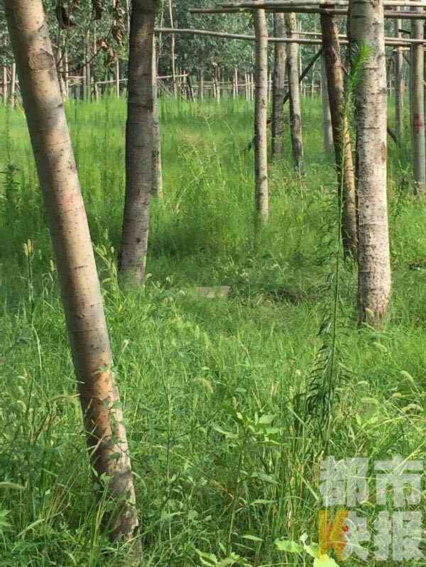 西安女子在三桥一荒地上吊身亡 被晨练市民发现(组图)