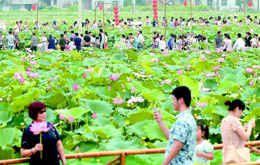 图文:乡村荷花节