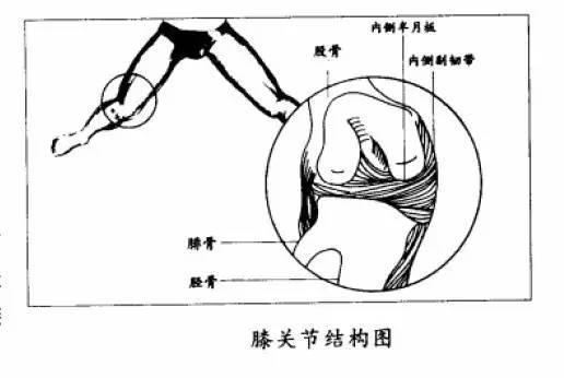 游泳达人，你们的膝关节、胫侧副韧带还稳健吗?(组图)游泳的姿势可谓千姿百态，有蝶泳、仰泳、自由泳、蛙泳还有狗刨式。但-新闻100