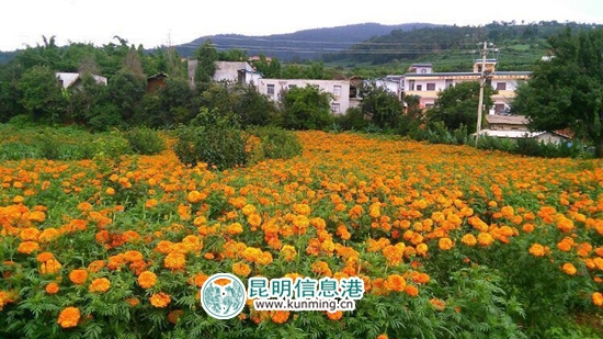富民赤鹫镇漫山遍野的万寿菊花海