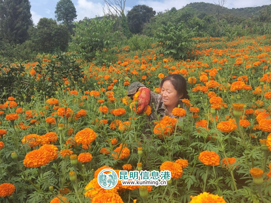 富民赤鹫镇漫山遍野的万寿菊花海