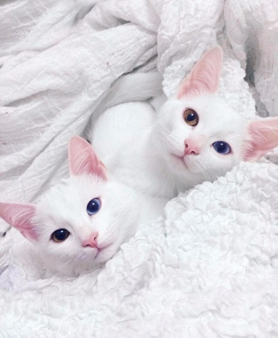 白猫品种