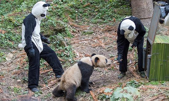 截至2011年10月,全国圈养大熊猫数量为333只.