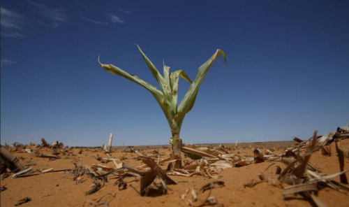 非洲南部国家受干旱影响 明年可能粮食再次短