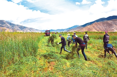 7万亩的南木林县艾玛乡人工饲草基地,可解决当地群众富余劳动力6000余