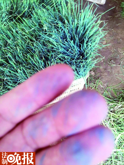 染过蓝粉的香葱，用手摸后会掉色。 法治晚报 图