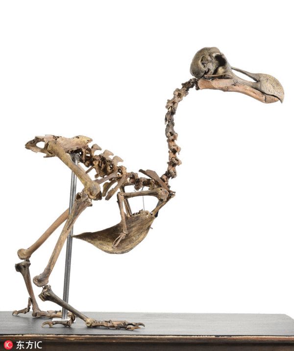 这副鸟骨头有350年的历史,由渡渡鸟的几部分组成,完整