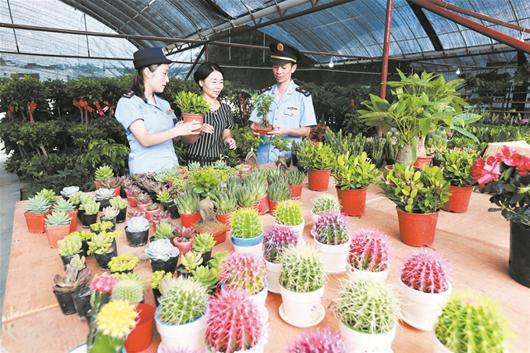 向返乡创业女青年陈婷婷了解花卉,盆景营和销售等情况