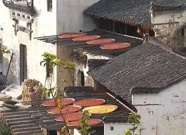 在婺源篁岭景区,大批浙江游客来到这里了解具有丰厚底蕴的徽文化,欣赏晒秋、梯田、徽派建筑等经典美景。