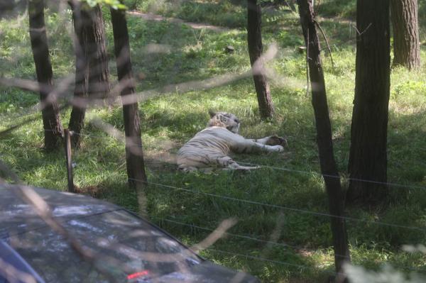 八达岭野生动物园猛兽区重开自驾游伤人虎园仍关闭