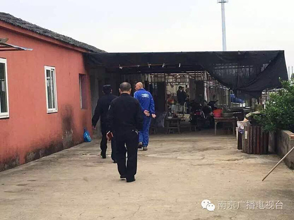 南京六合区:继续搜捕外逃眼镜蛇 幼蛇毒性不大