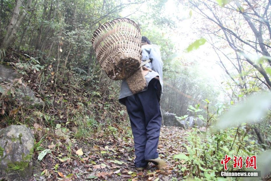 这位护林人坚守贵州深山43年