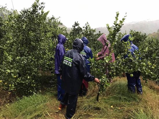 “海马”带来的风雨较大，山瑶脆柑落果较多，造成一定程度的损失