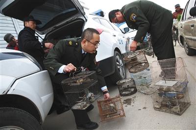 北京打击非法捕售鸟抓36人 拆除3张30米长粘