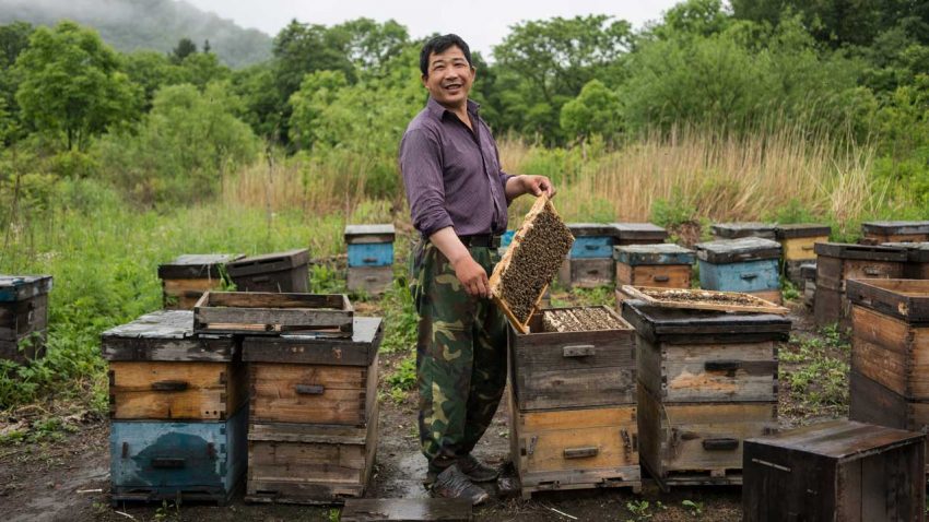 改行养蜂的伐木工