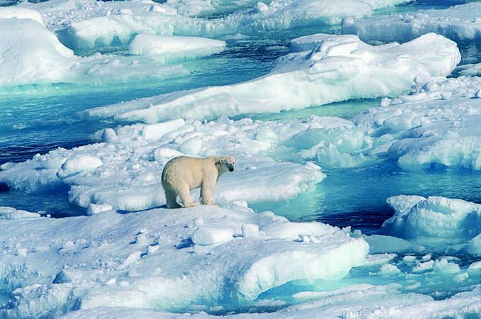 北极海底传出神秘声音吓跑动物 加拿大军方调