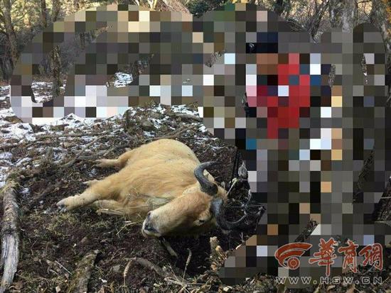 11��13�գ�������Ůʿ������һ��������ɽ������10ʱ�����������ߵ��컪ɽ���������θ���ʱ������һͷ����������������ţ��