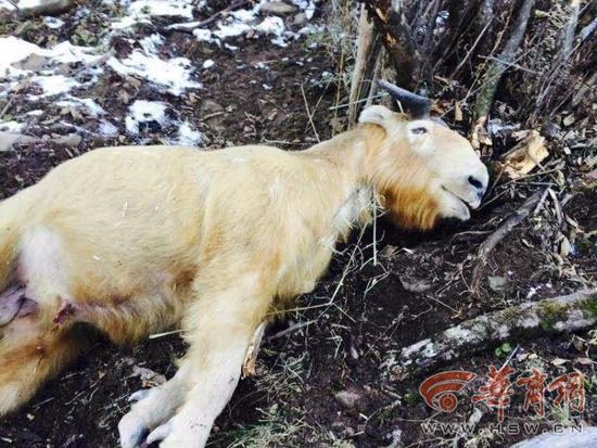 ��������Ŀ����Ұ����ţ����˿�������