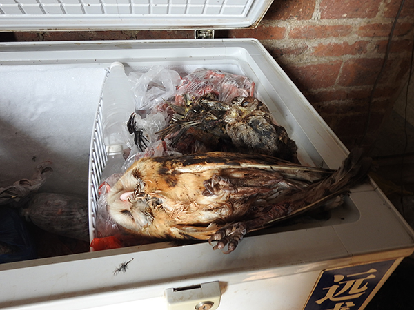 ƽضѵ㷢ֵֻĲȷèͷӥ