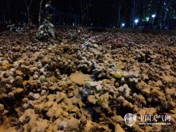 路边绿化带变成了一片雪白。