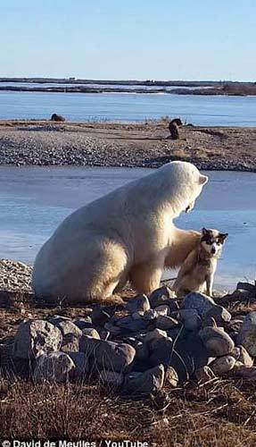 北极熊“爱抚”雪橇犬？真相总是太残忍(图)