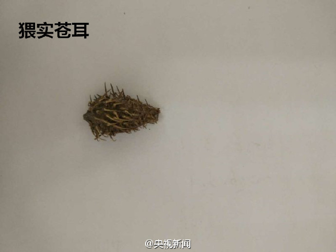 @央视新闻：【辽宁口岸首次截获检疫性有害生物猥实苍耳】近日，辽宁鲅鱼圈检验检疫局在一船6.47万吨进口美国大豆中，检出6种检疫性有害生物。其中，猥实苍耳为辽宁口岸首次截获。猥实苍耳常以刺果形式混入大豆、玉米中，全株有毒，对神经及肌肉有毒害作用，入侵性极强，是各国重点关注恶性杂草。(央视记者齐莉莉)