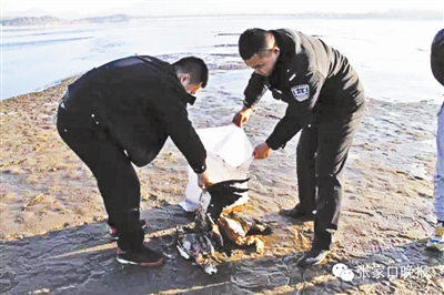 作業人員在搜集赤麻鴨死體